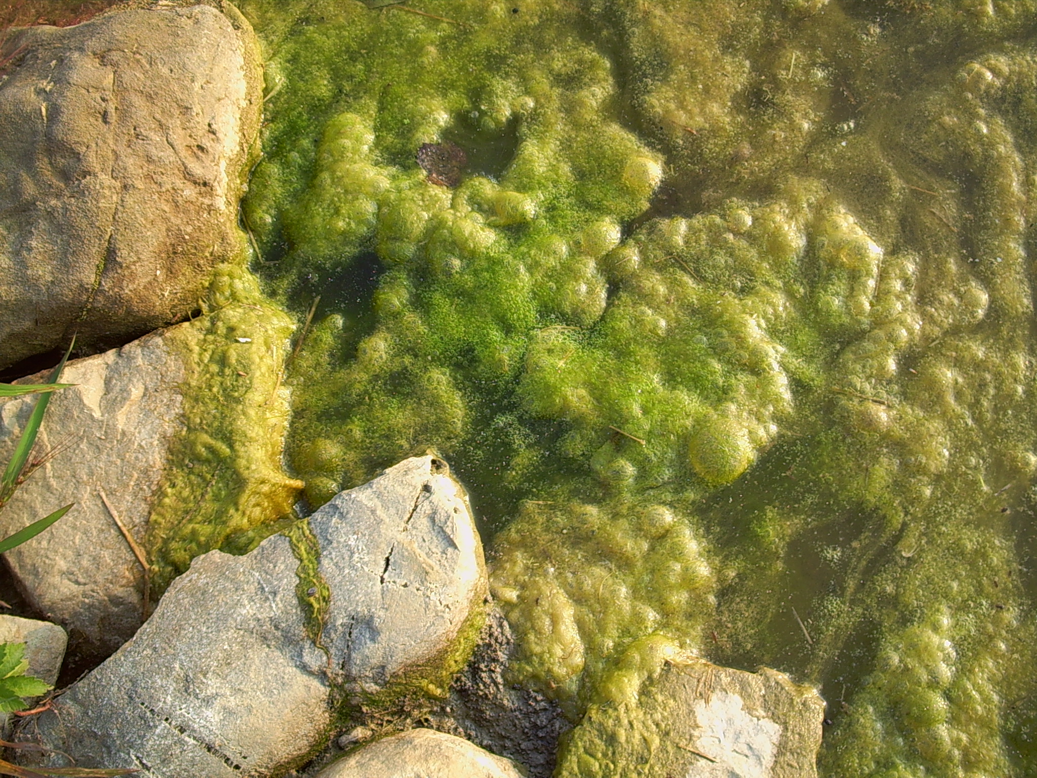 What is string algae?